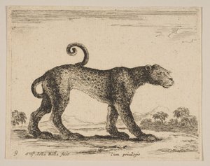 プレート9：ヒョウ、さまざまな動物からDiversi animali、ca. 1641年。