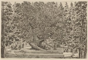 人が住んでいる木、おそらく 1653 年。