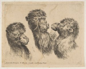 3つのキャメルヘッド、ca。 1641年。 作： Stefano della Bella