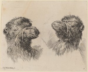 2 つのラクダの頭 作： Stefano della Bella
