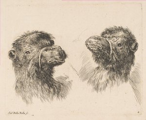 2つのキャメルヘッド、ca。 1641年。 作： Stefano della Bella