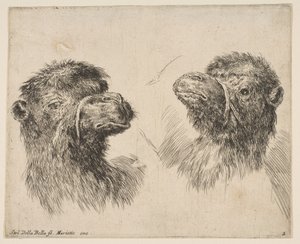 2つのキャメルヘッド、ca。 1641年。 作： Stefano della Bella