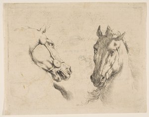 2つの馬の頭、ca。 1649 作： Stefano della Bella