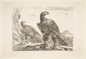 2 羽のワシ、「イーグル」レ ゼーグル、カリフォルニア州から。 1651年。 作： Stefano della Bella
