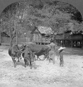 脱穀米、アマラプラ、ビルマ、1908 作： Stereo Travel Co