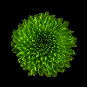 2020年菊01号（写真） 作： Steve Gallagher