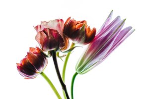 4つの花のグループ、2021年（写真）