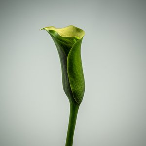 一重の緑のカラリリー、2020年（写真） 作： Steve Gallagher