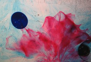 クラシック・貝殻、2024年 作： Steve Pavlovsky