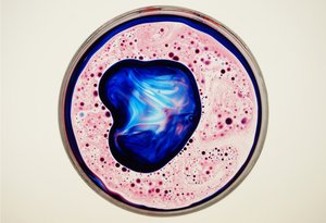 ペトリ皿、2024年 作： Steve Pavlovsky