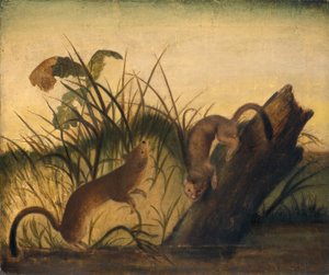 ロングテールイタチ 作： Studio of John James Audubon