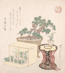 鉢植えの松、太鼓、箱に植えられた7つのハーブ、18〜19世紀., 18〜19世紀.