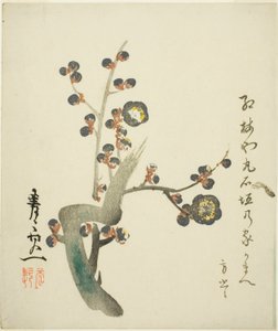 花咲く紅梅の枝 作： Suzuki Kiitsu