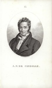 Candolleによるオーガスティンのピラミッド 作： Swiss School