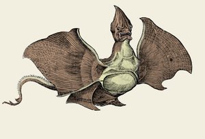 コンラッド・ゲスナーの「Historiae animalium」の挿絵「幻想的な海の怪物」（カラーリトグラフ 作： Swiss School