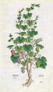 Leonard Fuchs（1501-66）1543によるDe Historia Stirpiumのブドウの木（Vitis Vinifera）植物プレート 作： Swiss School