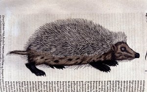ハリネズミ（Conrad Gesnerの「Historiae animalium」からのイラスト