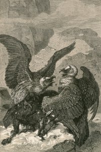ラマーガイアーとその獲物 作： Swiss School
