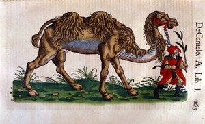 ラクダの表現、コンラッド・ゲスナーの「Historiae animalium」の挿絵 作： Swiss School