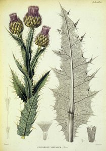 オノポドン標本。 植物学者ピエール・エドモッド・ボワシエによる「南スペインの植物の旅」と題されたボタニカルプレート 作： Swiss School