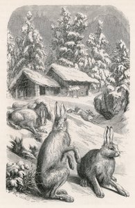 白い高山うさぎ 作： Swiss School
