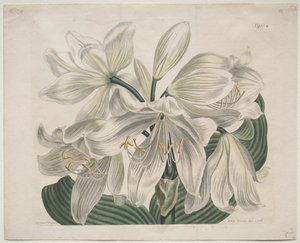展示されている植物誌またはフラワーガーデン：ホワイトケープ-コーストリリー、1806年。 作： Sydenham Teast Edwards