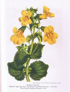 猿の花、イギリスの自然、コリンズ社、1946年（カラーリトグラフ 作： Sydenham Teast (after) Edwards