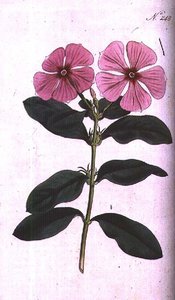 ニチニチソウ（Vinca rosea madagascar）、William Curtisの「The Botanical Magazine」（または「Flower Garden Displayed」）のプレート248、F. Sansomの彫刻、Pub.1793-94年（彫刻）。 作： Sydenham Teast (after) Edwards