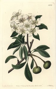 アーモンドリーヴドペア - アーモンドリーヴドペア、Pyrus amygdaliformis（スノウペア、Pyrus nivalis）。Sydenham Edwards