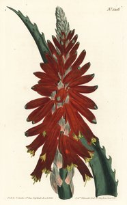 アロエの木 - Narrow leaved sword aloe, Aloe arborescens.William Curtis