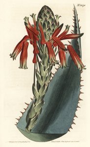 Aloe variete - Blue aloe, Aloe glauca (Red-spined glaucous aloe, Aloe rhodacantha) - William Curtis