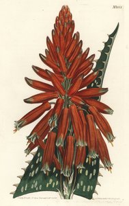 Aloes macule - Soap or zebra aloe, Aloe maculata (Spotted-leaved aloe, Aloe picta)。William Curtis