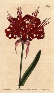アマリリスのケシ色、濃い真紅の花が一本の足から咲く。Originally from Cape of Good Esperance (South Africa).ケシ色のアマリリス、濃いクリムゾンの花が一本の茎から咲く。喜望峰の原産。アマリリス 作： Sydenham Teast Edwards