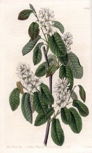 Amelanchier with alder leaves or flowered aronie - Plate engraved by S.Watts, from an illustration by Sarah Anne Drake (1803-1857), from the Botanical Register of Sydenham Edwards (1768-1819), England 作： Sydenham Teast Edwards