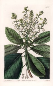 アメリカヤマボウシ - イギリスのSydenham Edwards（1768-1819）のBotanical Registerに掲載されているSarah Anne Drake（1803-1857）のイラストをS.Wattsがエングレーヴィングしたもの。 作： Sydenham Teast Edwards