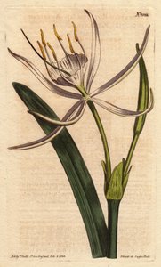 American pancratium has fragrant white flowers.American pancratium with white fragrant flowers.Pancratium rotatum.William Curtis