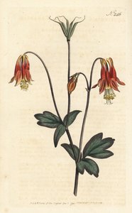 Ancolia du Canada - カナダのコロンバイン。Aquilegia canadensis。ロンドンのWilliam Curtis