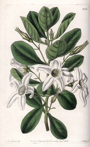 オーストラリア原産のAnthocercis variete - イギリスのSydenham Edwards (1768-1819)のBotanical Registerに掲載されたSarah Anne Drake (1803-1857)のイラストをS.Wattsがエングレービングしたプレート。 作： Sydenham Teast Edwards