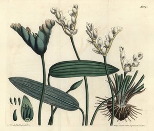 Aponogeton fragrant - Cap-pondweed, Aponogeton distachyos (Forked-flowered aponogeton, Aponogeton distachyon).William Curtis