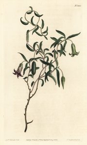 Apple berry or changeable flowered billardiera, Billardiera mutabilis - William Curtis