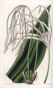 Araignee lily or sea daffodil or sea lily - Plate engraved by S.Watts, from an illustration by Sarah Anne Drake (1803-1857), from Botanical Register of Sydenham Edwards (1768-1819), England 作： Sydenham Teast Edwards