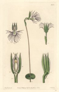 南アフリカ原産のAraigneeラン - Sarah Anne Drake (1803-1857)のイラストからS.Wattsが描いた強い水、Botanical Registerより 作： Sydenham Teast Edwards