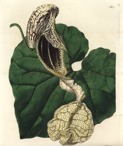 アリストロキア・ヴァリエット（Aristolochia variete）：ボートフラワー・バースワート（Aristolochia cymbifera）。Sydenham Edwards