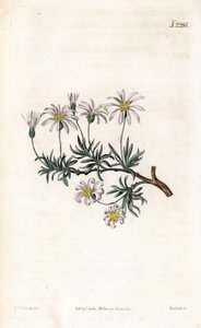 Aster acre - Shrub aster, Felicia fruticosa (Shrubby starwort, Aster fruticulosus).Samuel Curtis