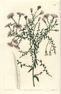 Aster variete - New York aster, Symphyotrichum dumosum (Coris-leaved starwort, Aster coridifolius).Sydenham Edwards