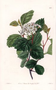 Aubepineまたはwhite thorn、北アメリカ原産 - イギリスのSydenham Edwards（1768-1819）のBotanical Registerに掲載されたSarah Anne Drake（1803-1857）のイラストをS.Wattsがエングレーヴィングしたもの。 作： Sydenham Teast Edwards