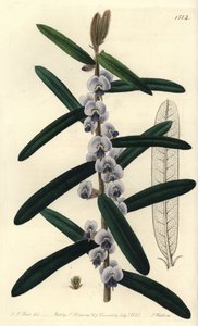 オーストラリアのホベアの低木品種 - シャギーホベア, Hovea villosa.Sydenham Edwards