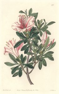 花屋のアザレ-S.Watts Strong Water、Sarah Anne Drake（1803-1857）のイラストより（Botanical Registerより 作： Sydenham Teast Edwards