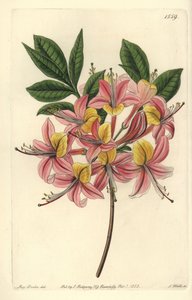 Azalee pontic yellow - 黄色いツツジ、Rhododendron luteum（変化するポンティックツツジ、Azalea pontica versicolor）。Sydenham Edwards