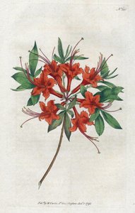 裸の花をつけたアザリー（Rhododendron periclymenoides） - Sydenham Edwards（1768-1819）によるリトグラフ、William Curtis（1746-1799）によるBotanical Magazineからのプレート。 作： Sydenham Teast Edwards